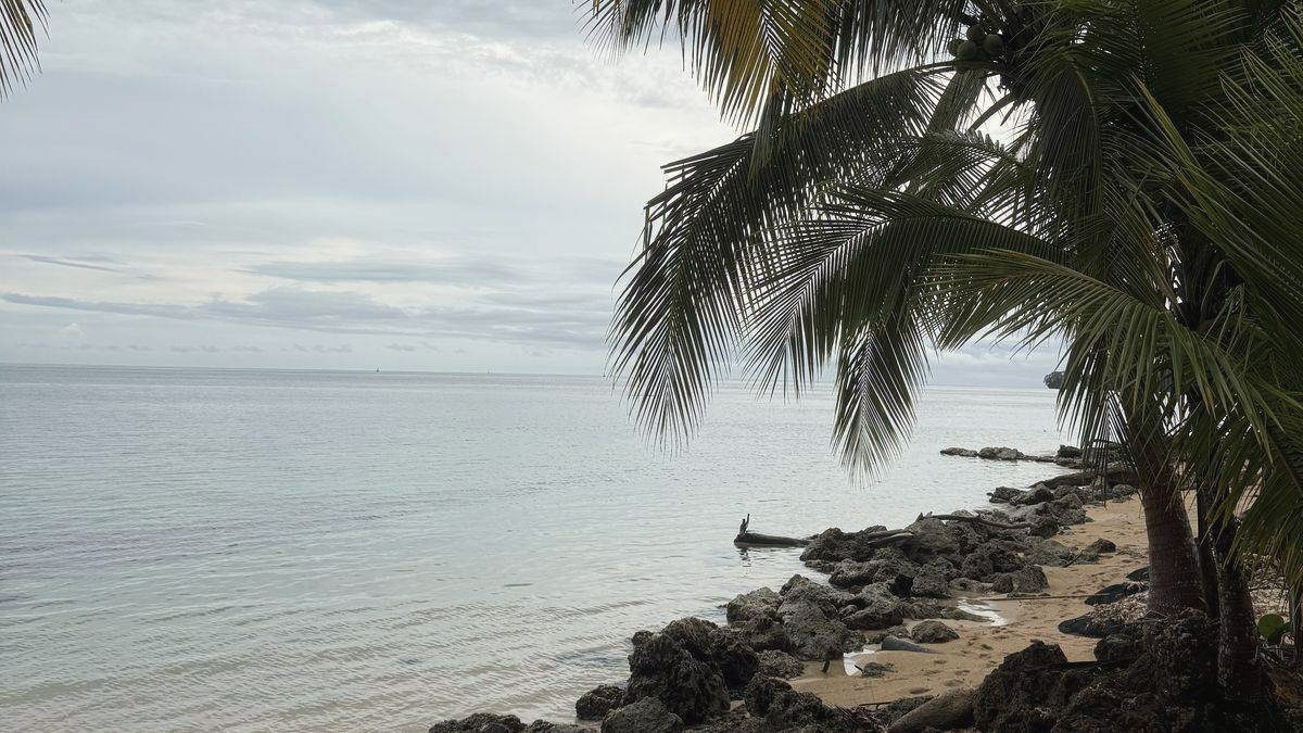 Palmen an einem steinigen Strand am Karibischen Meer